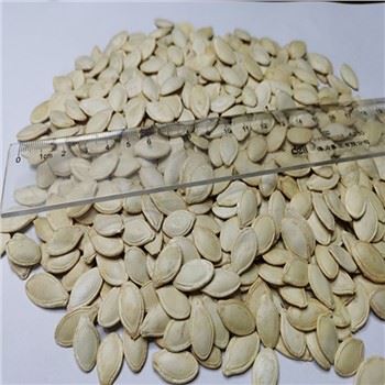 Semillas de calabaza de piel brillante de alta calidad 8-10 mm